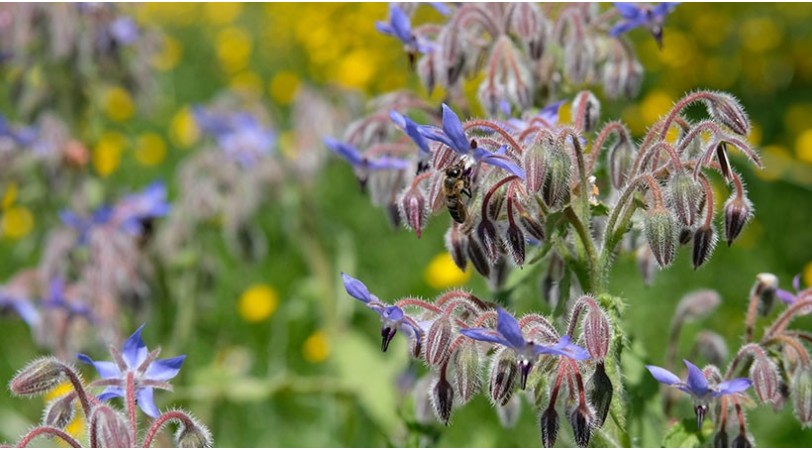 L'apithérapie vous accompagne au fil des saison